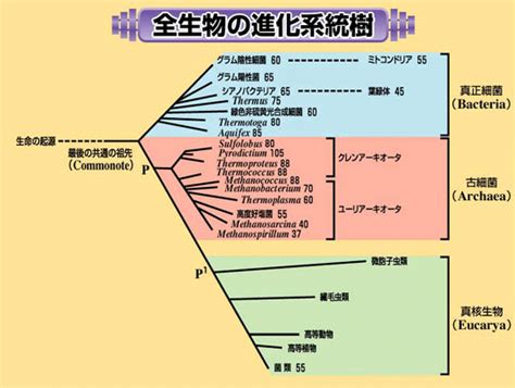 植物化|真核光合成生物の系統と進化：真核生物における植物化のプロセス